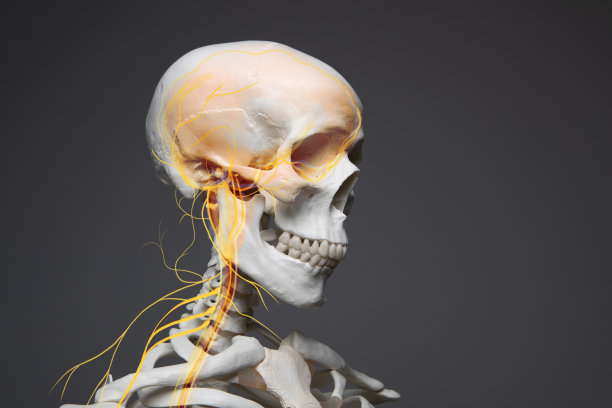 颈部疼痛，头部神经系统人体解剖学，骨骼和颈部神经图片下载