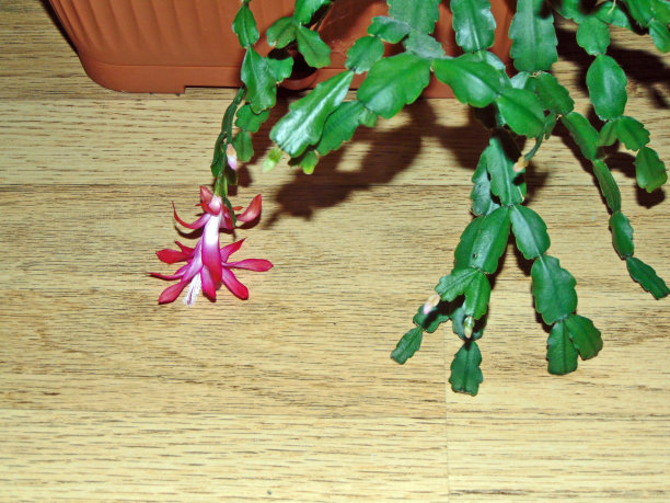 花盆里的圣诞仙人掌——Schlumbergera gaertneri图片下载