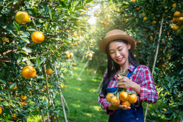 农业收获种植理念，亚洲女性园丁有机橙，农民的幸福。图片下载