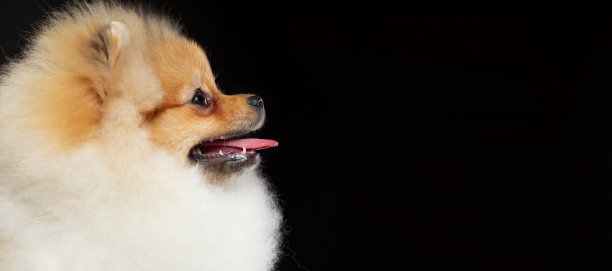 博美斯皮兹犬的侧面视图在黑色背景孤立，复制空间。图片下载