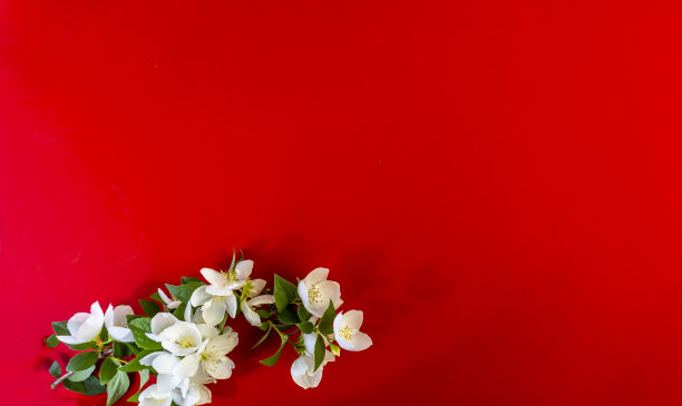 情人节快乐!卡片，在线横幅，贺卡，平躺在情人节，美丽的白色茉莉花图片下载