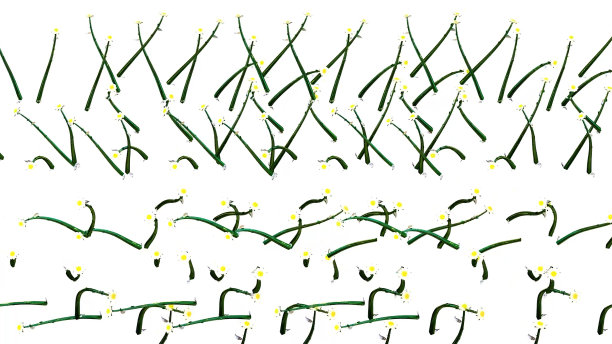 白花植物3D渲染图片下载