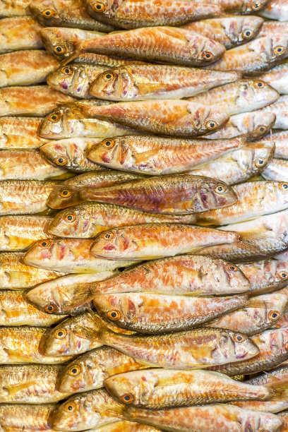 马鲛鱼背景图片下载