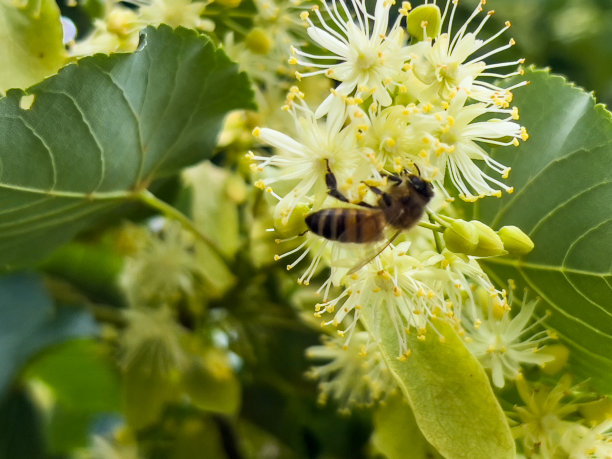 有蜜蜂的开花菩提树图片下载