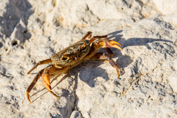 淡水河蟹(ibericum)在石头上图片下载