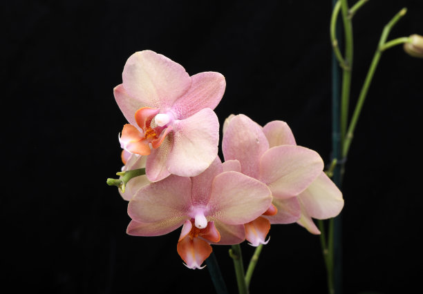 柔和的兰花的花图片下载