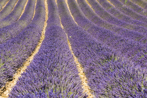 薰衣草田图片下载