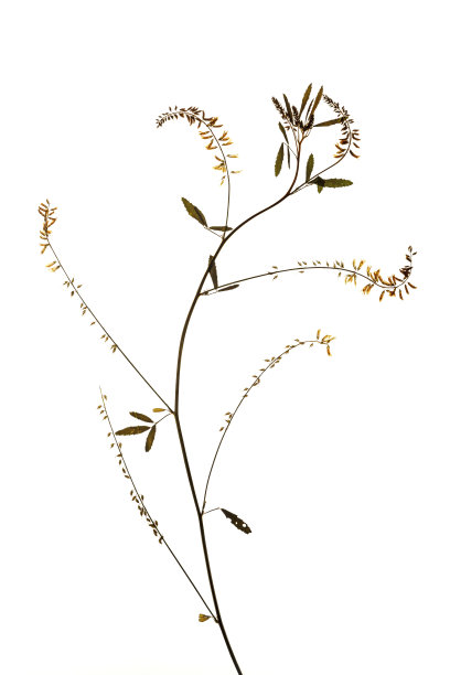 药用植物:木犀草(黄甜草)老标本花图片下载