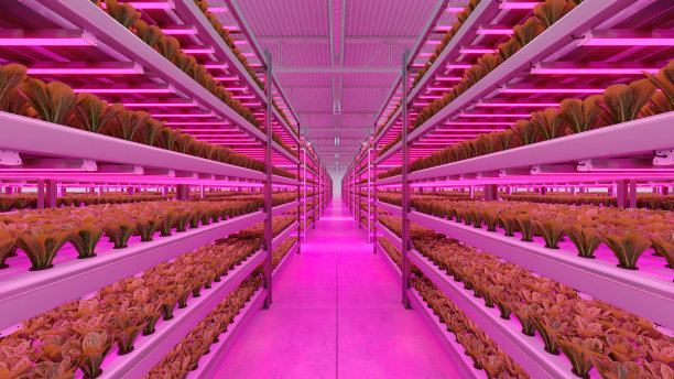 室内水培蔬菜种植工厂在展览空间仓库。农场内部的水培。蔬菜农场采用水培法。在温室里种植生菜的农场。混凝土楼板。三维渲染图片下载