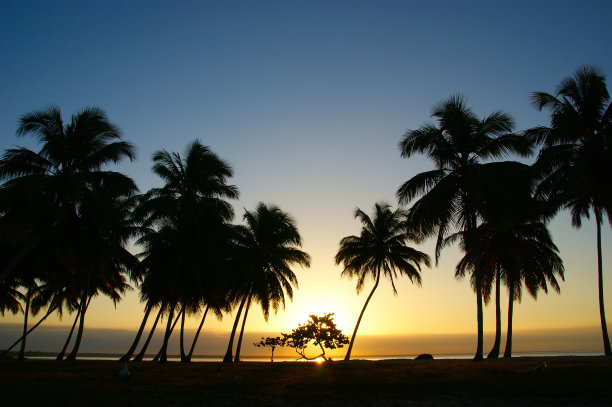 热带岛屿上的黎明。热带的黎明，背景是棕榈树和平静温暖的大海。初升的太阳照耀下棕榈树的轮廓图片下载