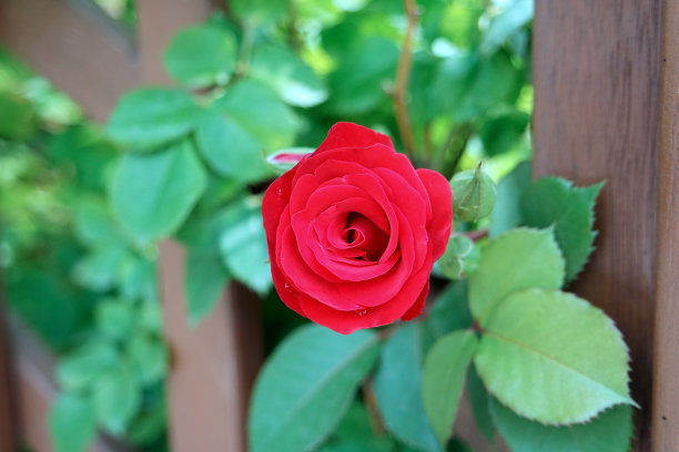 新鲜的红玫瑰爬墙在花园图片下载