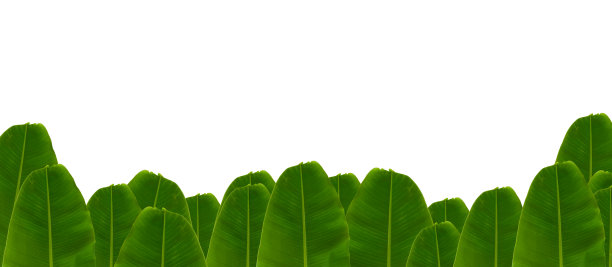 绿香蕉叶模糊安排单独孤立在一个白色的背景。自然之美，热带树叶。为你的文本复制空间图片下载