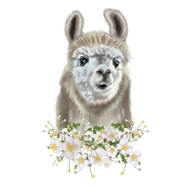 喇嘛的水彩画。羊驼插图。被隔离在白色背景下图片下载