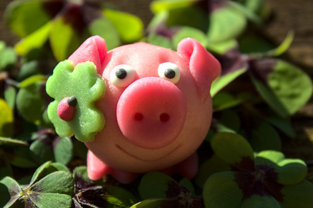 幸运苜蓿中的粉红杏仁猪图片下载