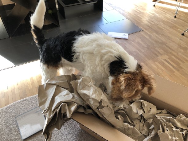 网上购物一只狗打开收到的包裹图片下载