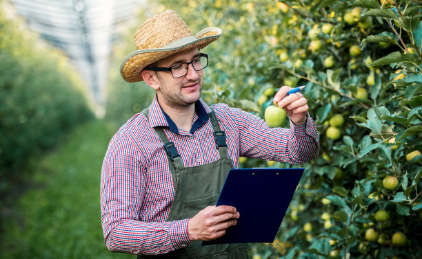 果园。农民检查果园里的苹果并写了便条。农业的概念图片下载