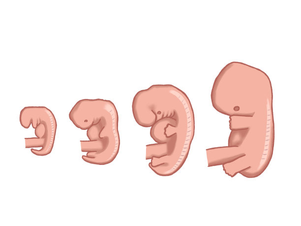 人类胎儿发育的阶段;怀孕2个月图片下载