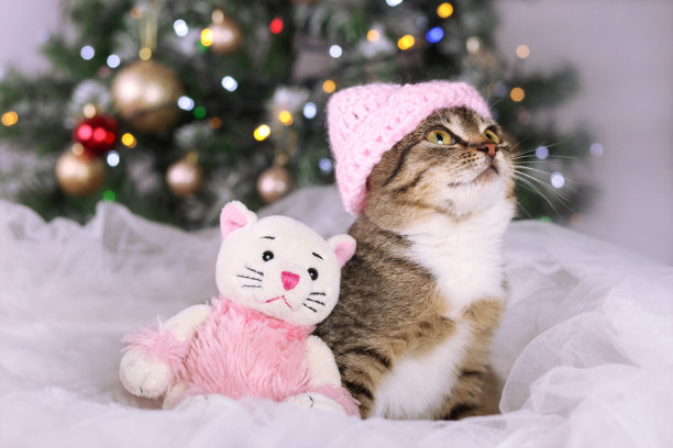 戴着粉红色帽子的漂亮的小灰猫和一只粉红色的玩具猫坐在圣诞树下。一张可爱小猫的特写照片。灰猫在相机前摆姿势…虎斑猫。新年快乐图片下载