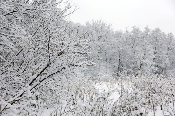 冬季森林，积雪覆盖的树木，灌木丛和干草图片下载