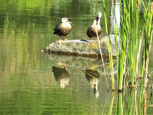 日本。十月。在池塘。两个鸭子图片下载