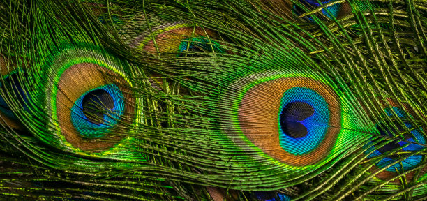 孔雀多彩的羽毛。背景或纹理图片下载