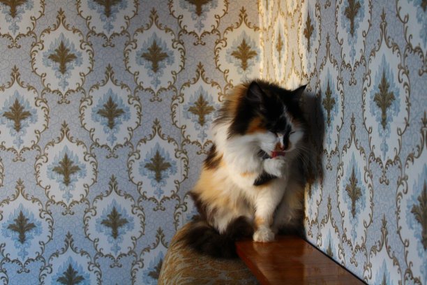 毛茸茸的猫在日落against花卉图案壁纸图片下载