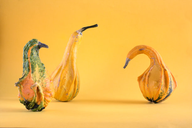 黄色背景上类似鸟的装饰南瓜。副本的空间。素材图片