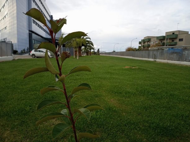 叶,分支,绿色图片下载