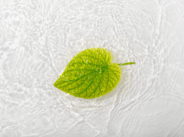 蓝色水背景上的绿叶玫瑰特写图片下载