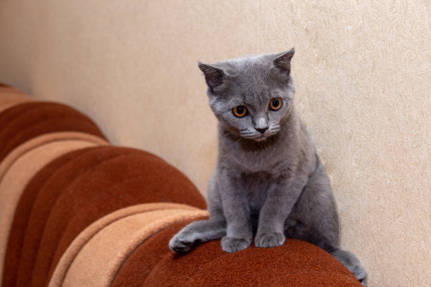 那只灰猫叉开爪子坐着向旁边看。有选择性的重点。图片为关于动物的文章。图片下载