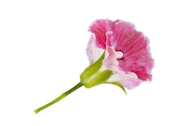 粉红色的皇家天竺葵或天竺葵芽，白色，孤立，俯视图。图片下载