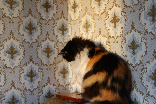 毛茸茸的猫在日落against花卉图案壁纸图片下载