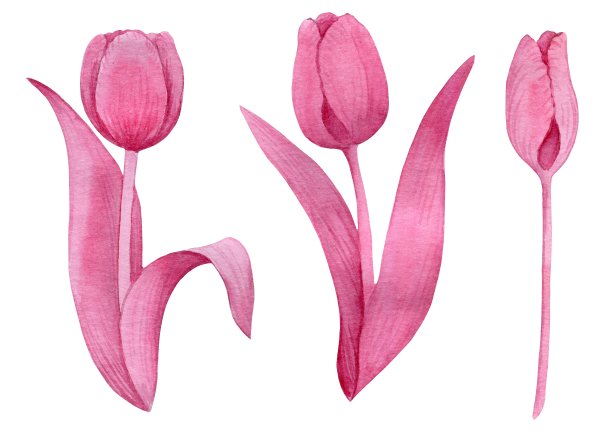 粉色的郁金香带着叶子，花朵为节日，水彩画图片下载
