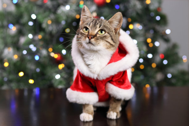 穿着红色圣诞老人服装的小灰猫坐在圣诞树的背景上。一只小猫的特写镜头。宠物护理。圣诞节的概念。新年。贺卡。长着大眼睛的灰色小猫。图片下载