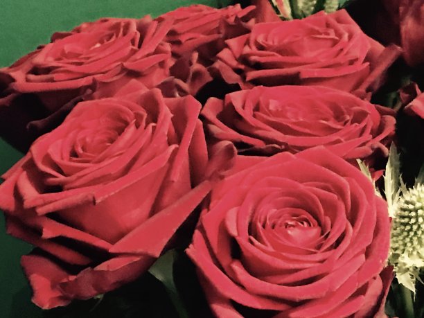 红玫瑰101图片下载