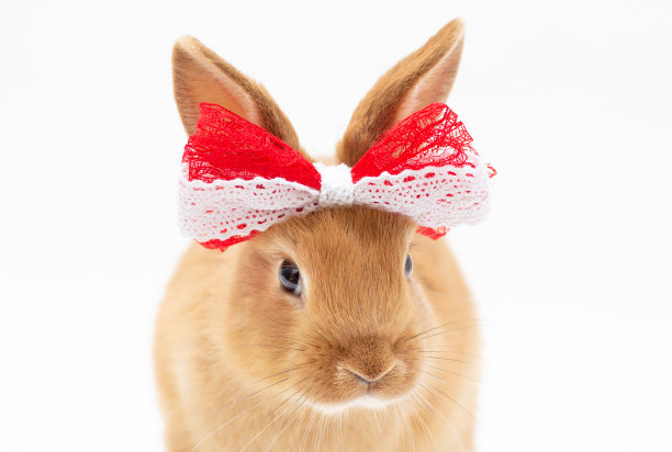 棕色的小兔子，白色的背景上有一个红色的蝴蝶结图片下载