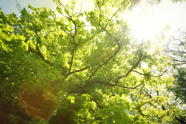 森林的树木图片下载