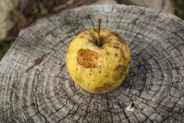 冬天有机苹果图片下载