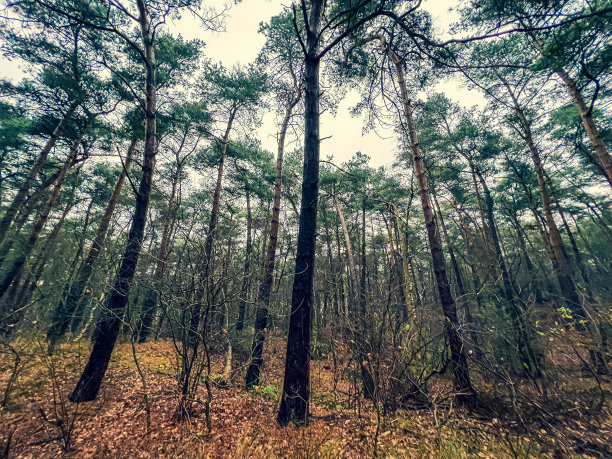 在雨天看到潮湿的森林。图片下载
