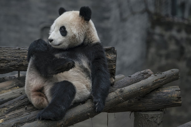成都熊猫图片下载
