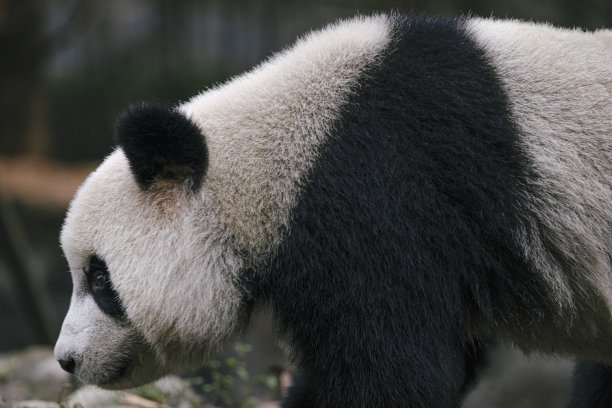 成都熊猫图片下载