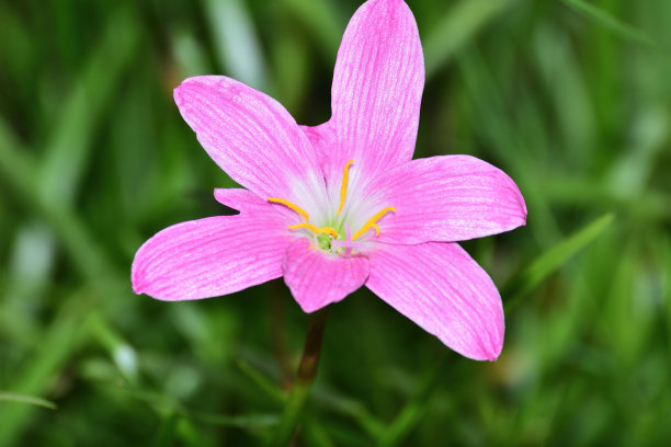 花粉红色，雄蕊黄色。图片下载