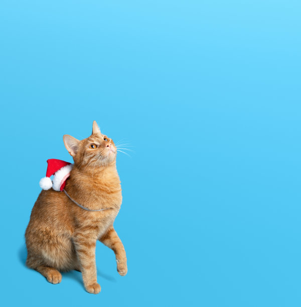 可爱的橙色小猫与一个蓝色的背景。猫抬头。假期的概念。圣诞销售创意概念。在线购物。图片下载