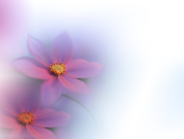 美丽的微距镜头。神奇的花。边境艺术设计。神奇的光。极端近距离摄影。概念抽象的形象。白色背景。幻想艺术。创造性的壁纸。美丽的自然背景。神奇的春天粉红花。副本的空间。婚礼的邀请。图片下载