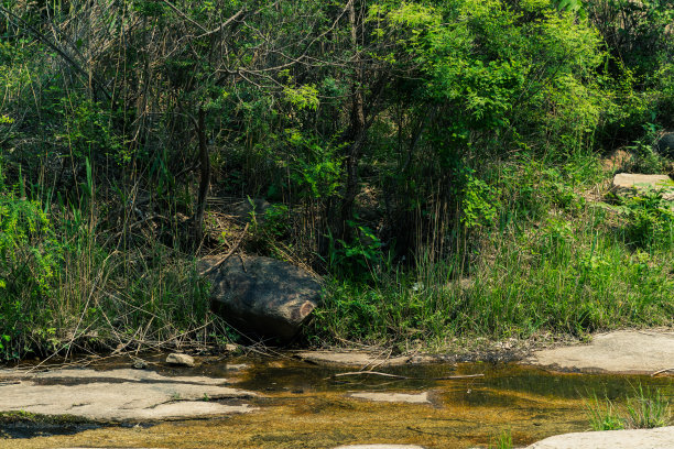 原始森林、自然风光、山谷、丛林、岩石、溪流、林荫小道图片下载