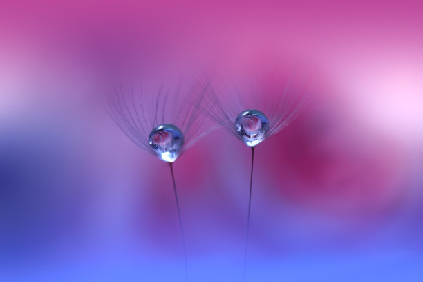 美丽的自然背景。微距镜头惊人的春天蒲公英花。艺术设计。近距离摄影。概念抽象的照片。幻想的艺术。创意艺术墙纸。蓝色的颜色。粉色Daisy.Colorful,颜色,工厂。水drop.Romantic,爱。图片下载