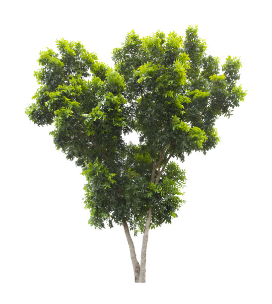 清新的大绿树与世隔绝。图片下载