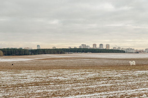 狗或狼和冠在冬季景观野地与动物图片下载