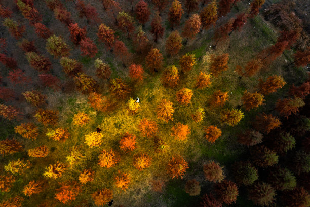 秋天的树林图片下载