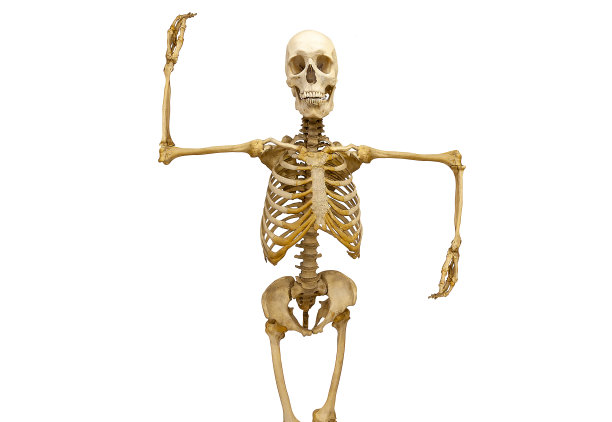 人类骨骼与手臂上下隔离在白色背景上图片下载